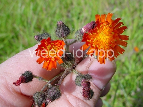 hawkweed, orange